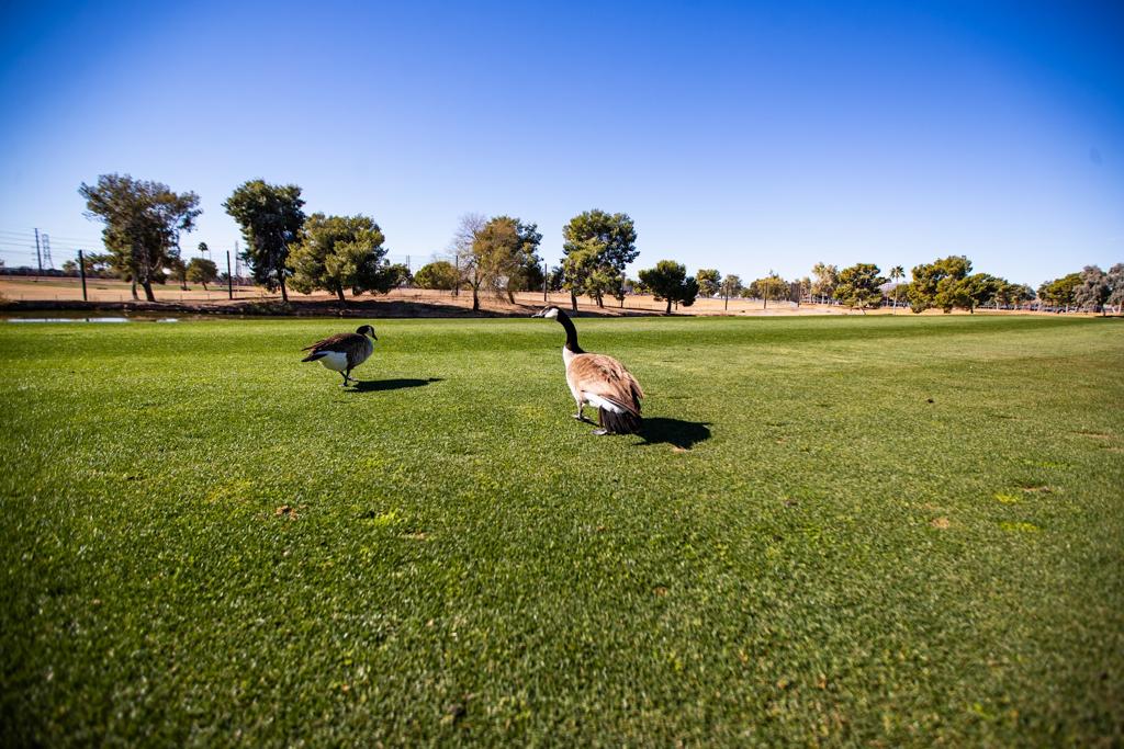 ken-mcdonald-golf-course-1