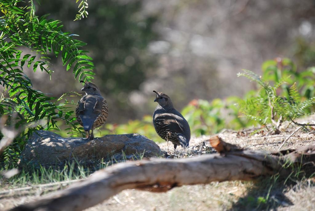 malibu-riding-tennis-club-1755479851755