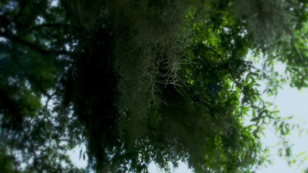 disneys-lake-buena-vista-golf-course-11