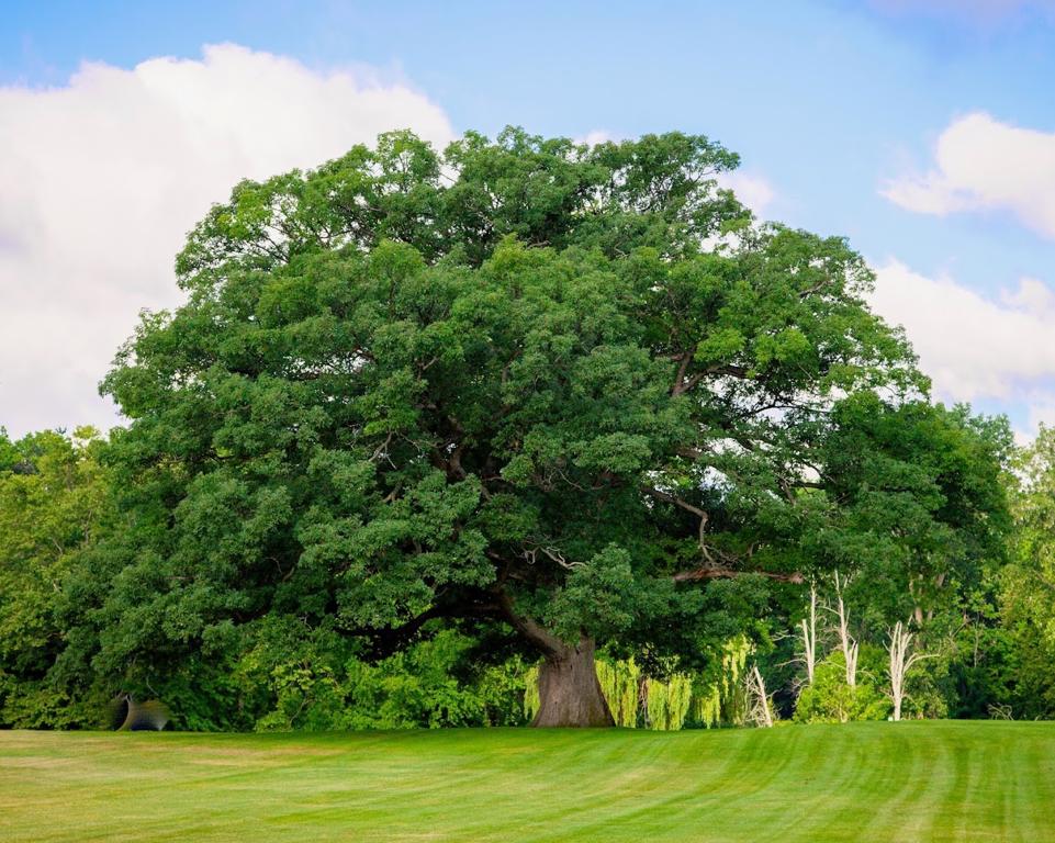 giant-oak-golf-club-1