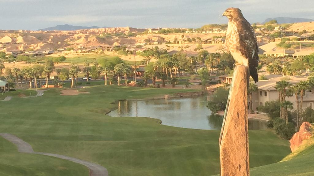 oasis-golf-club-1