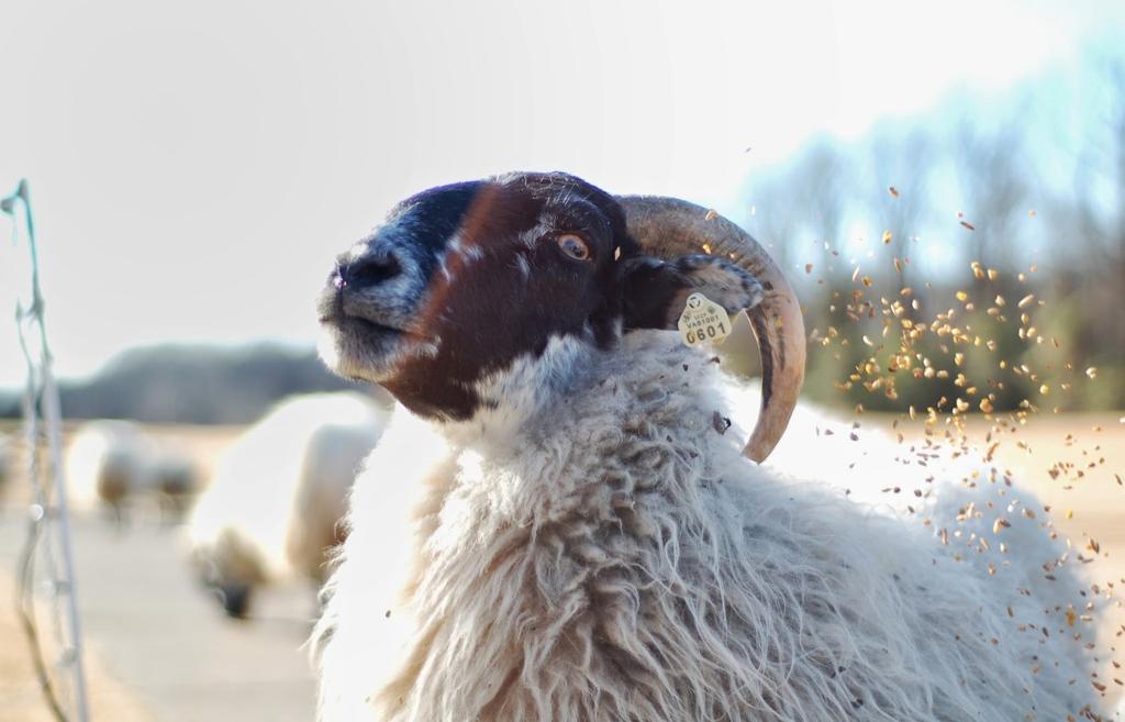 hermitage-golf-course-1755481493968